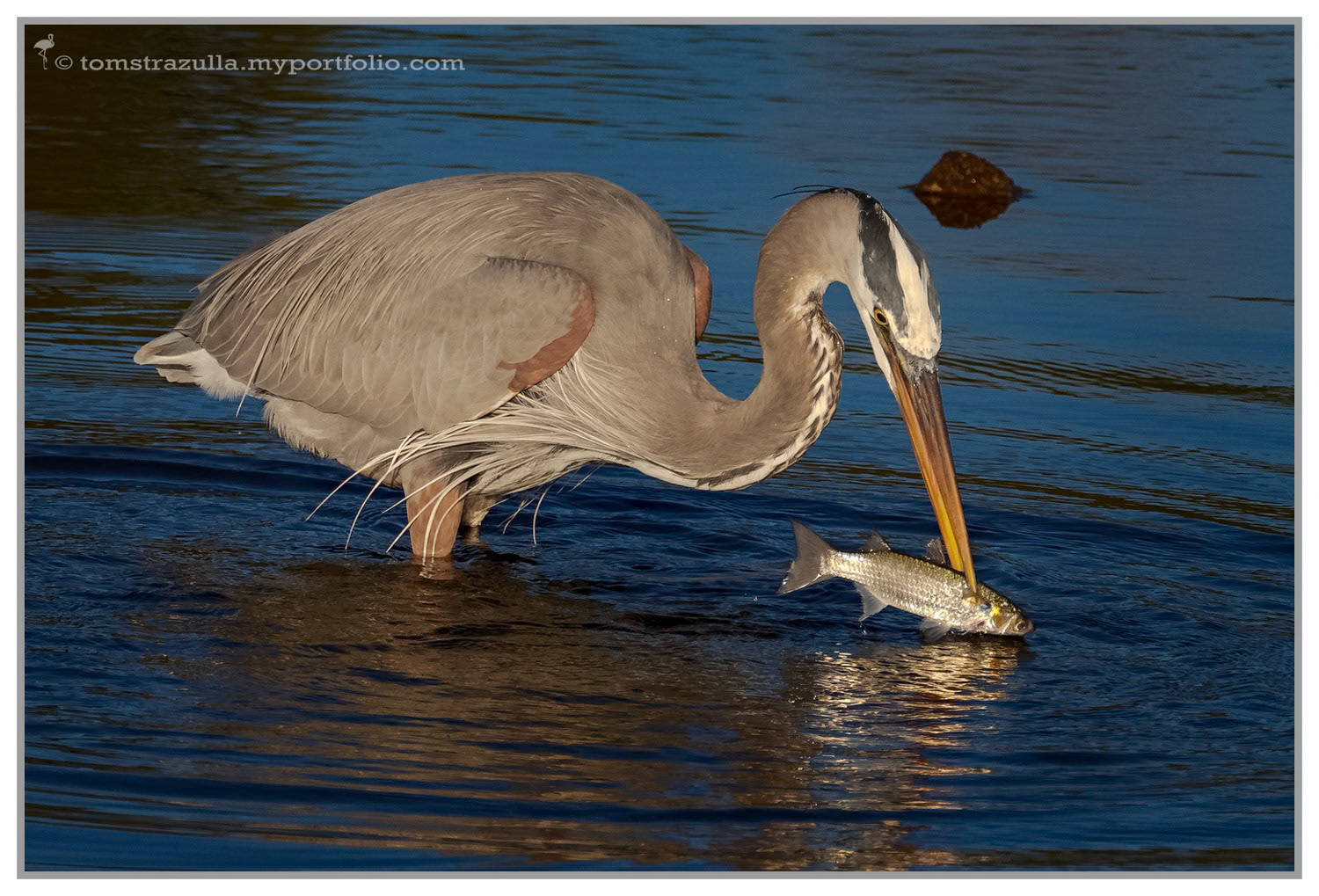 "Gone Fishin I" (Great Blue Heron)