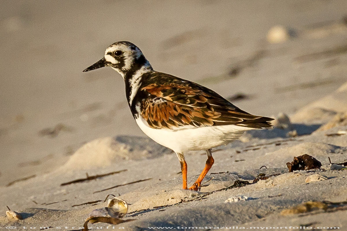 Ruddy Turnstone