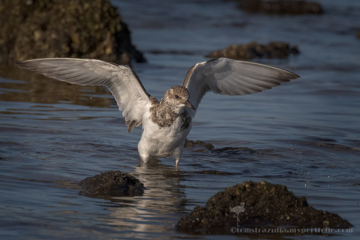 Ruddy Turnstone