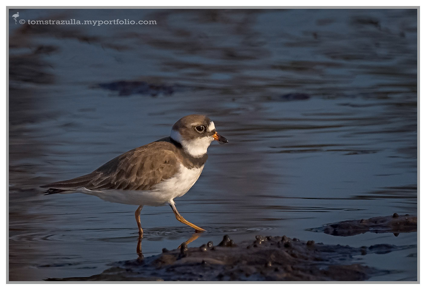 Semi-palmated Plover