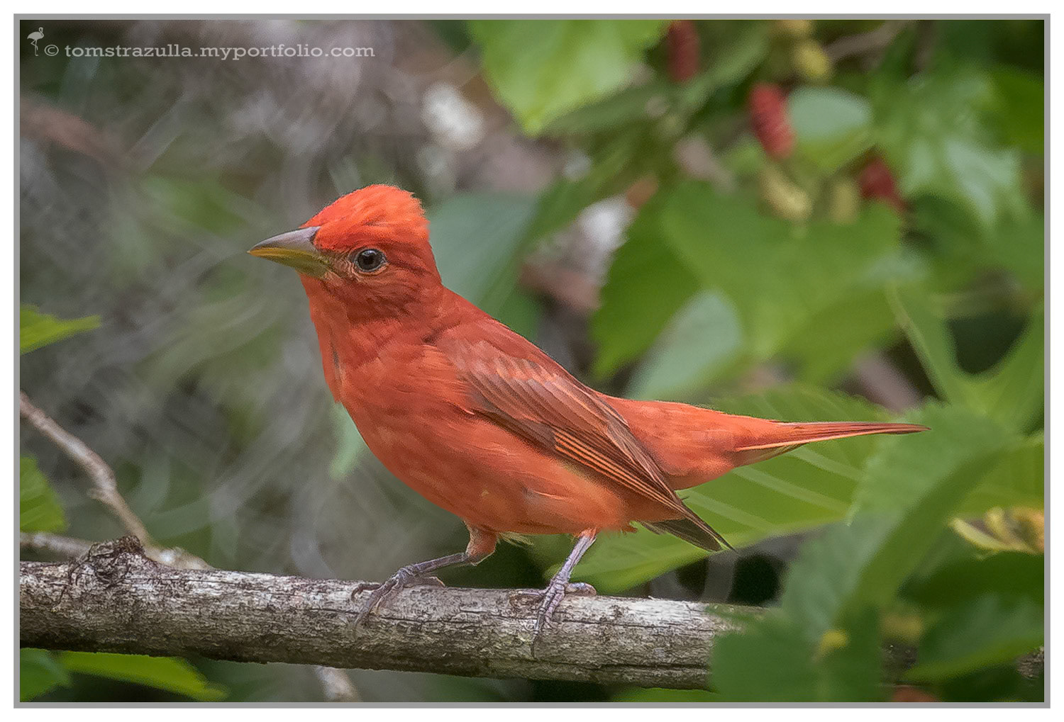 Summer Tanager (Birdsong)
