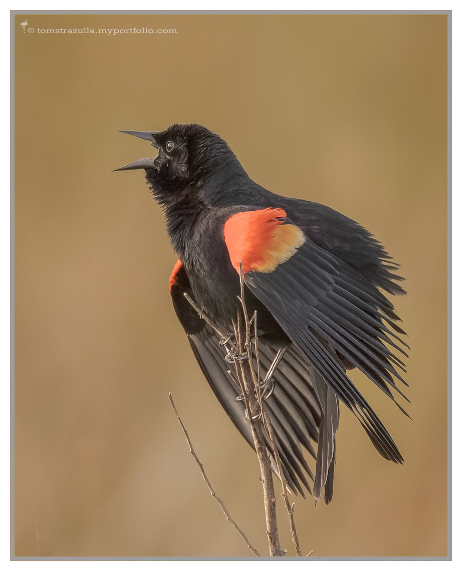 Red-winged Blackbird (male)