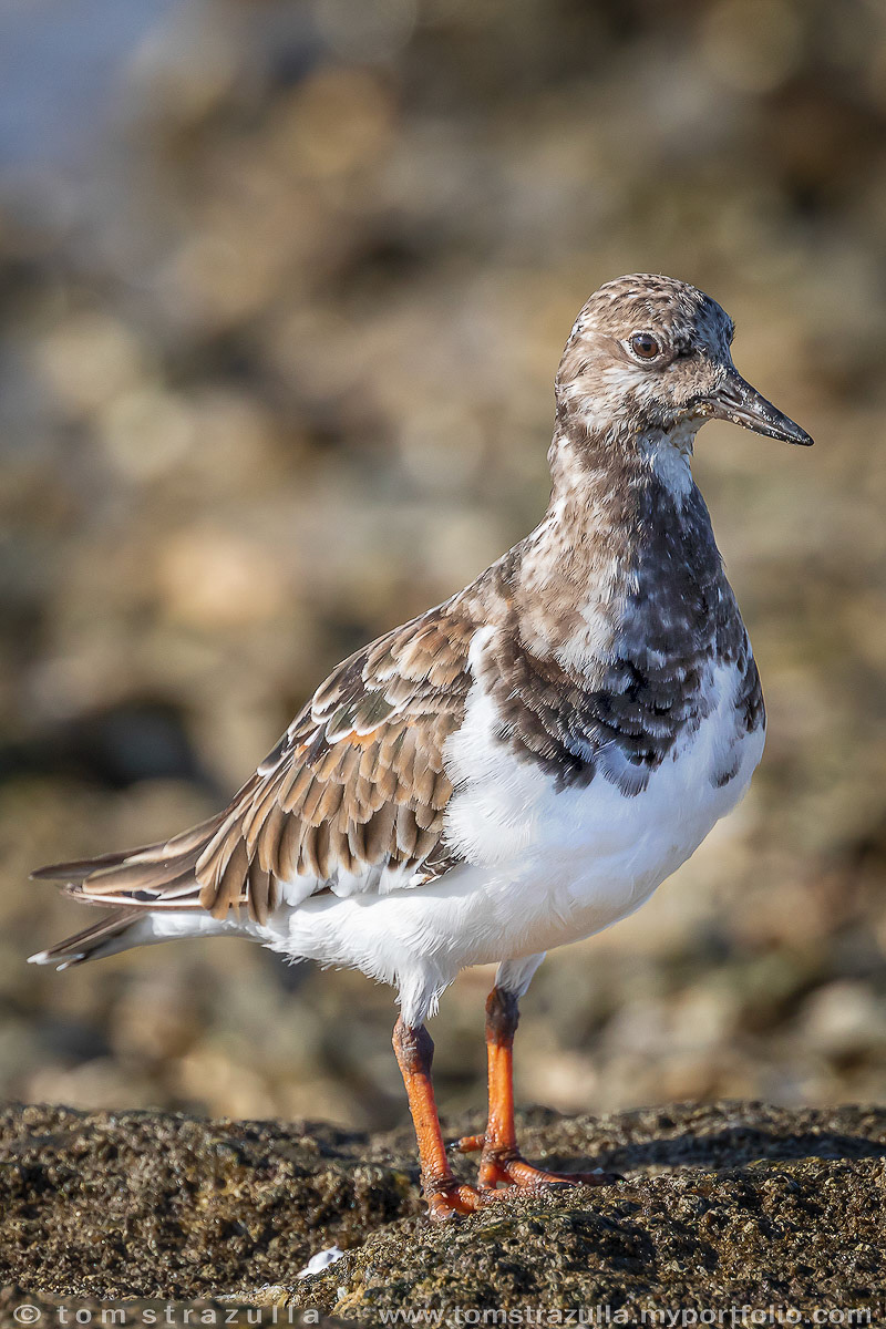 Ruddy Turnstone