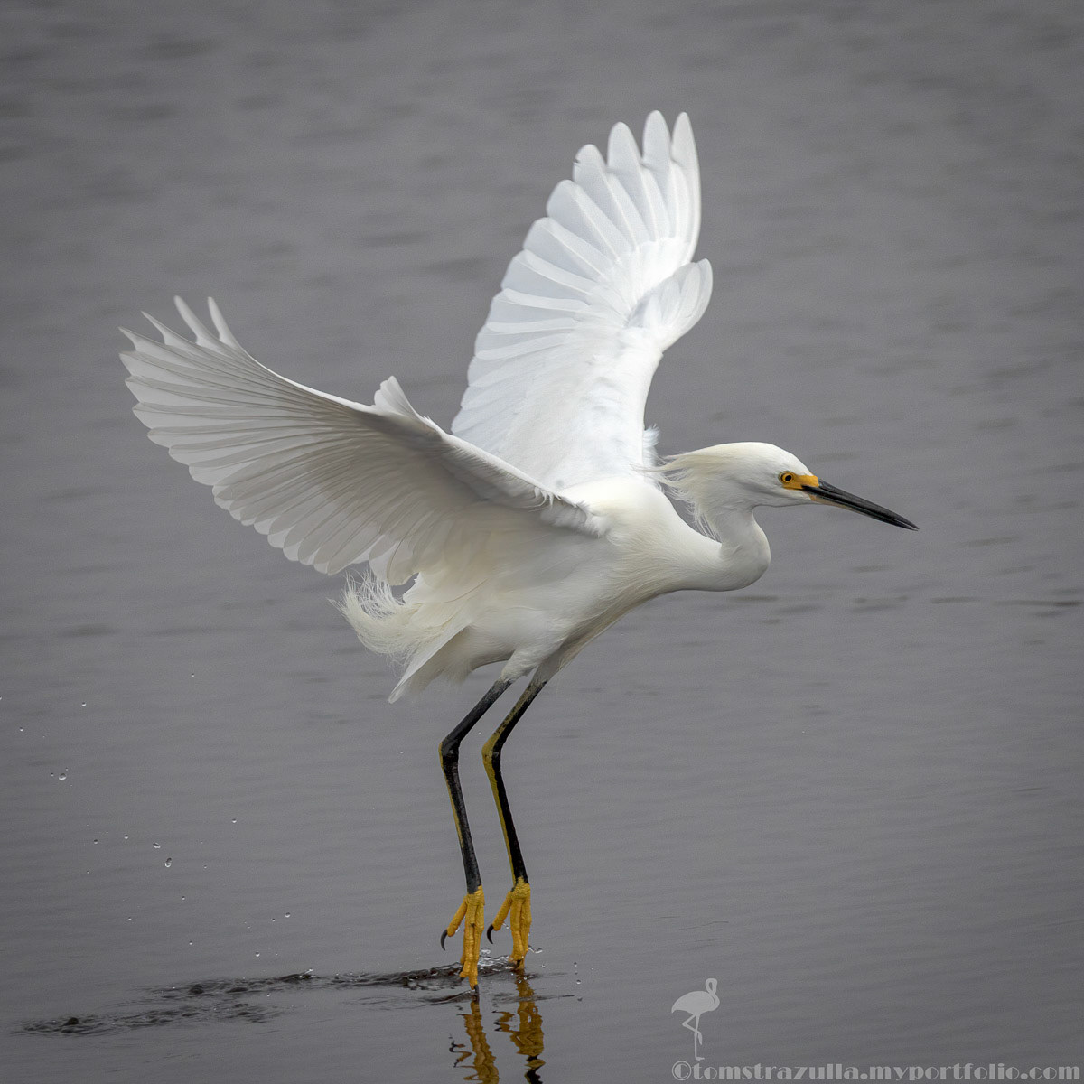 Snowy Egret