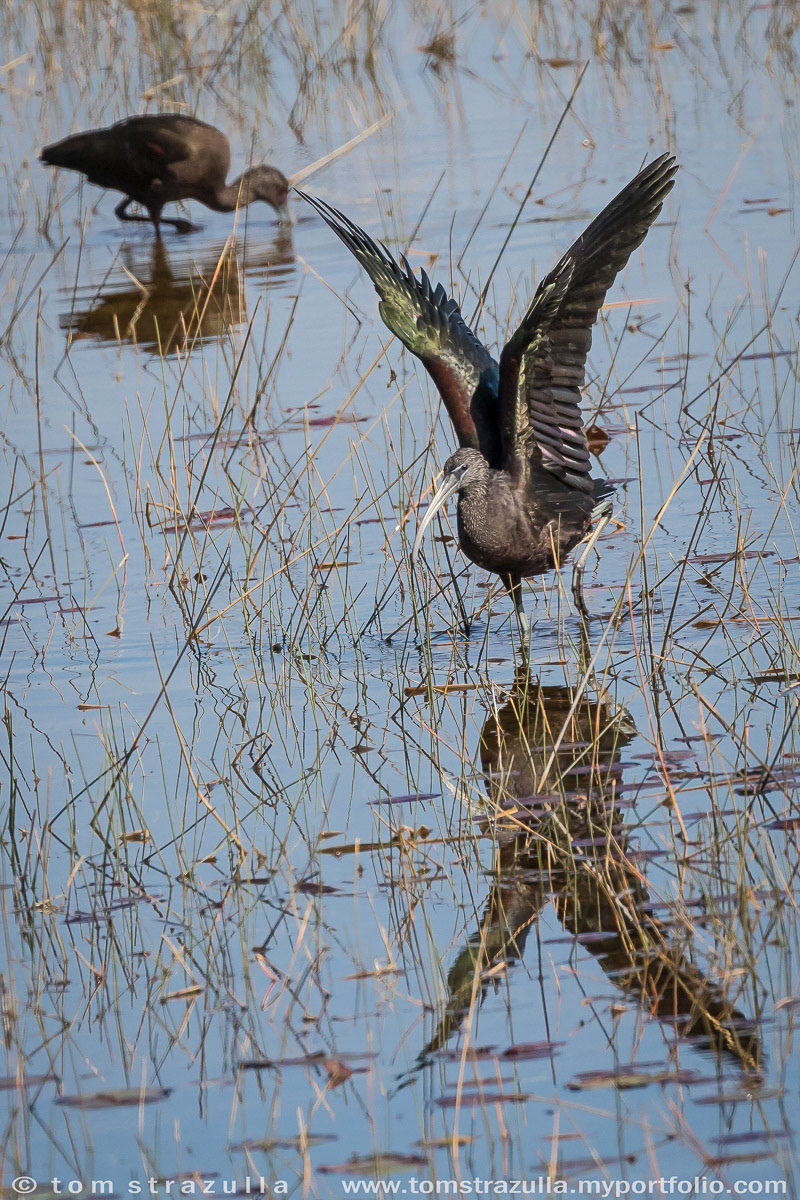 Glossy Ibis