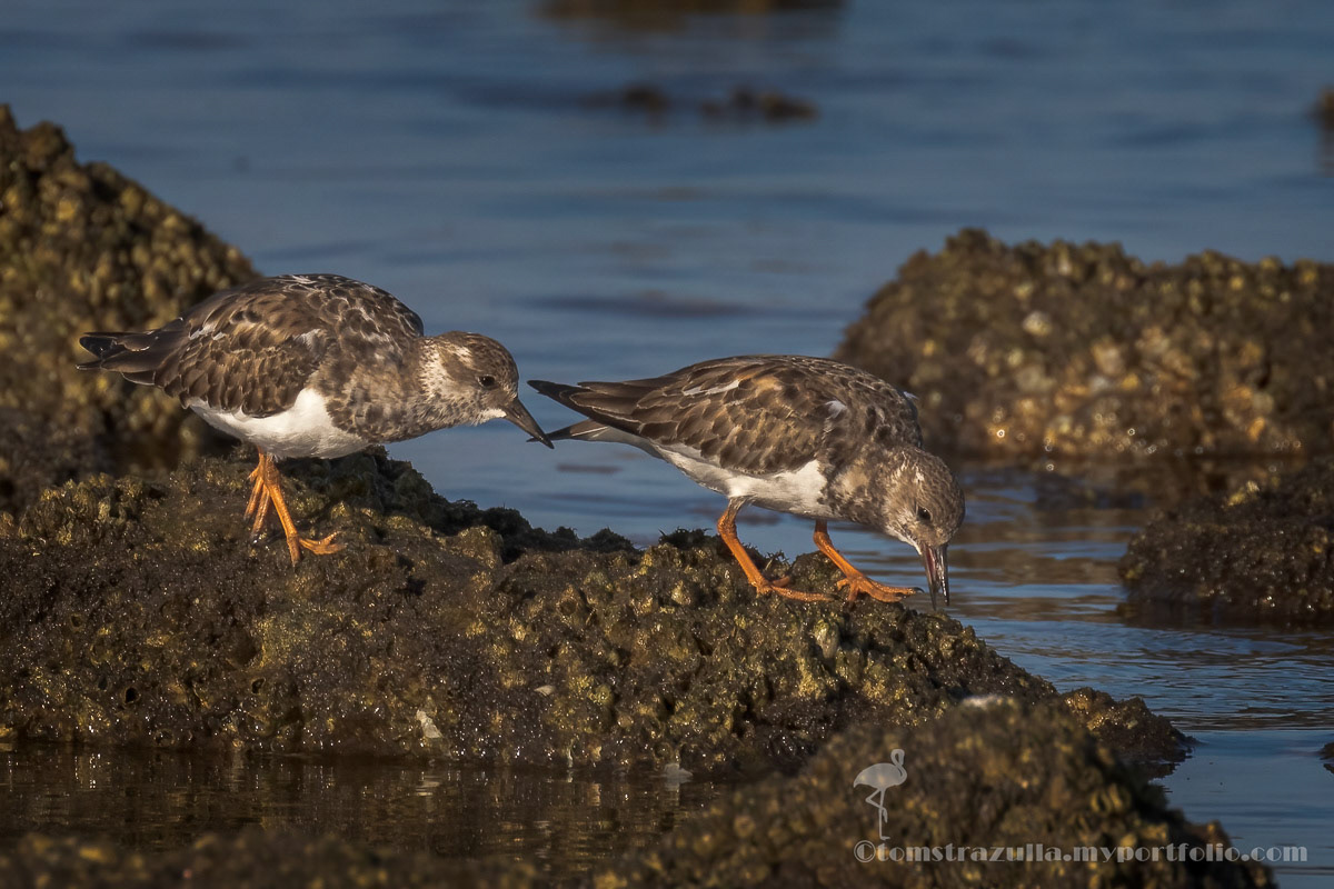 Ruddy Turnstone