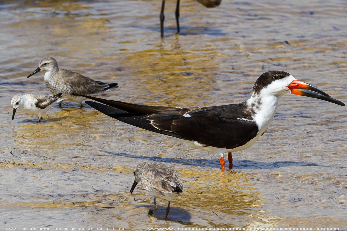 Black Skimmer