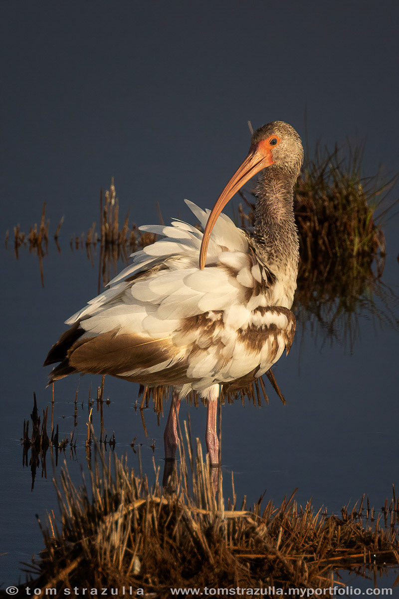 White Ibis (Juvenile)
