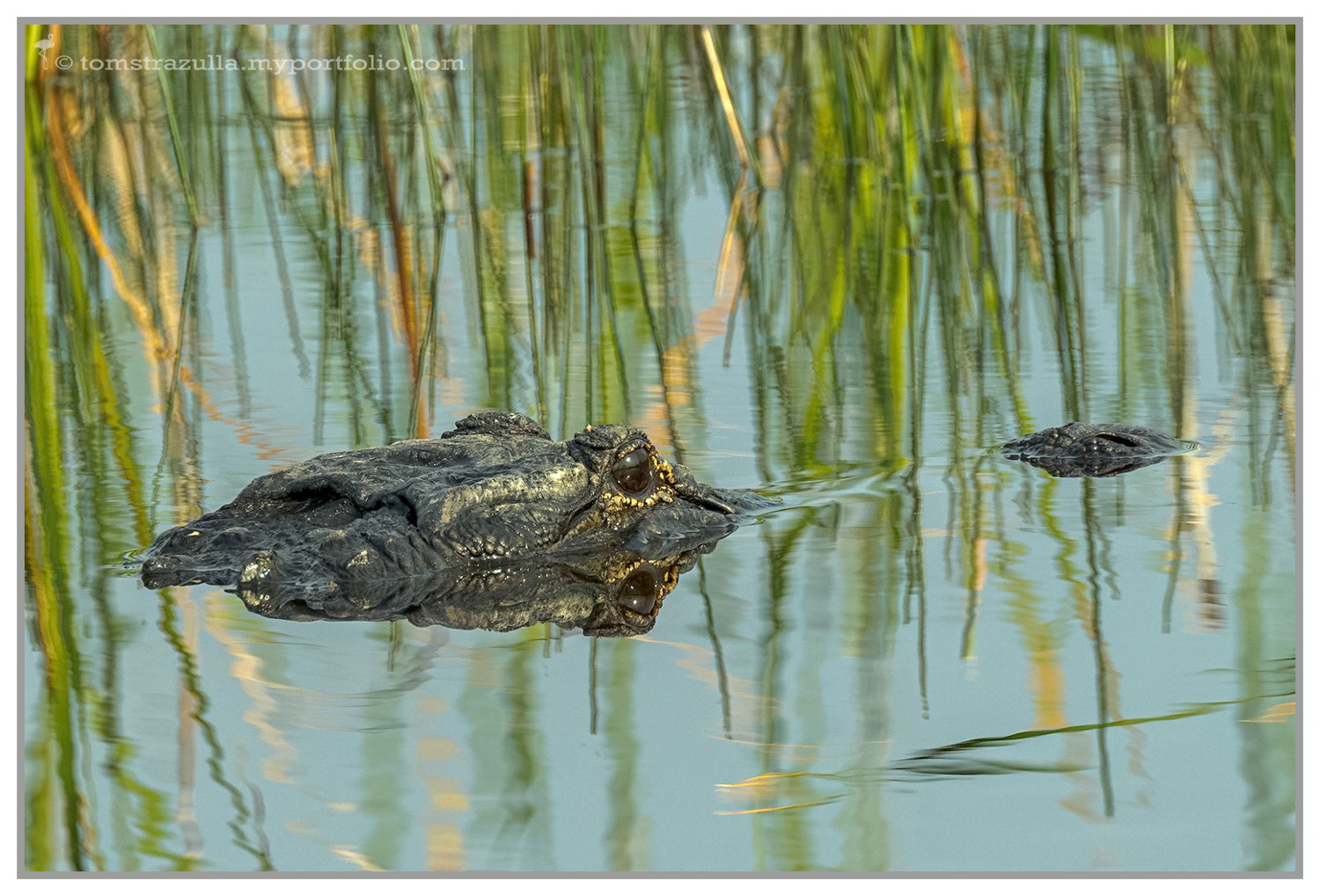 American Alligator