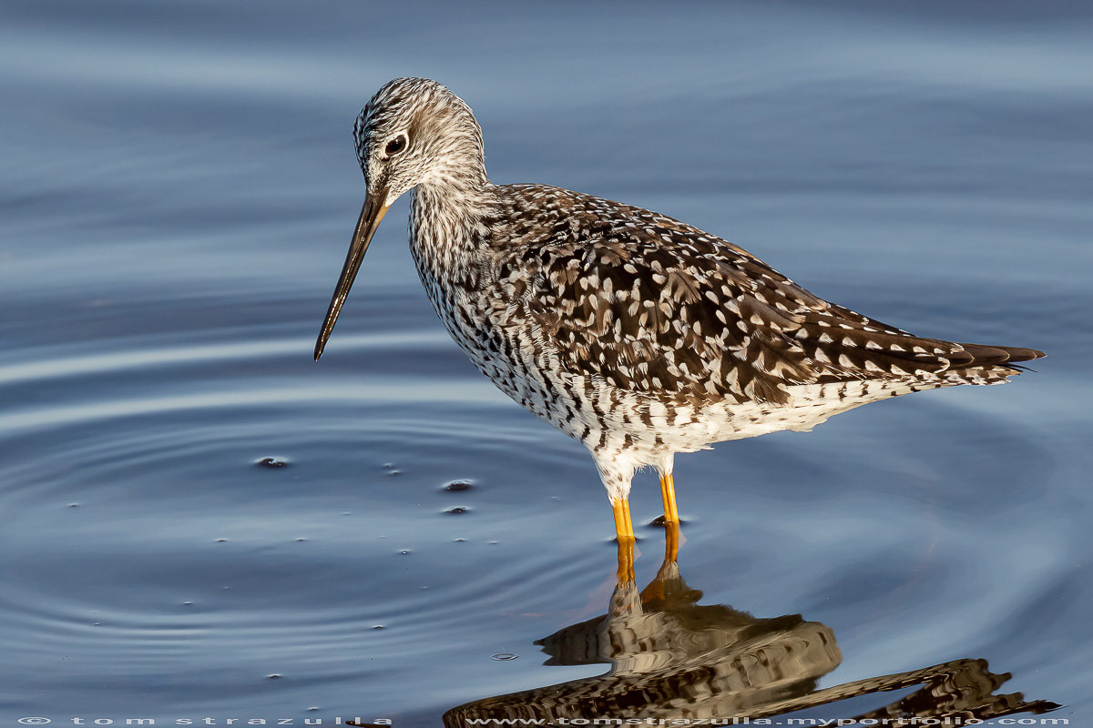 Greater Yellow Legs