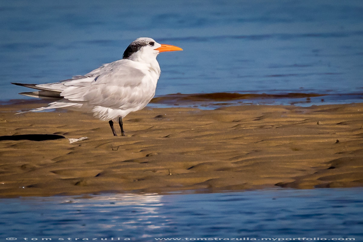 Royal Tern