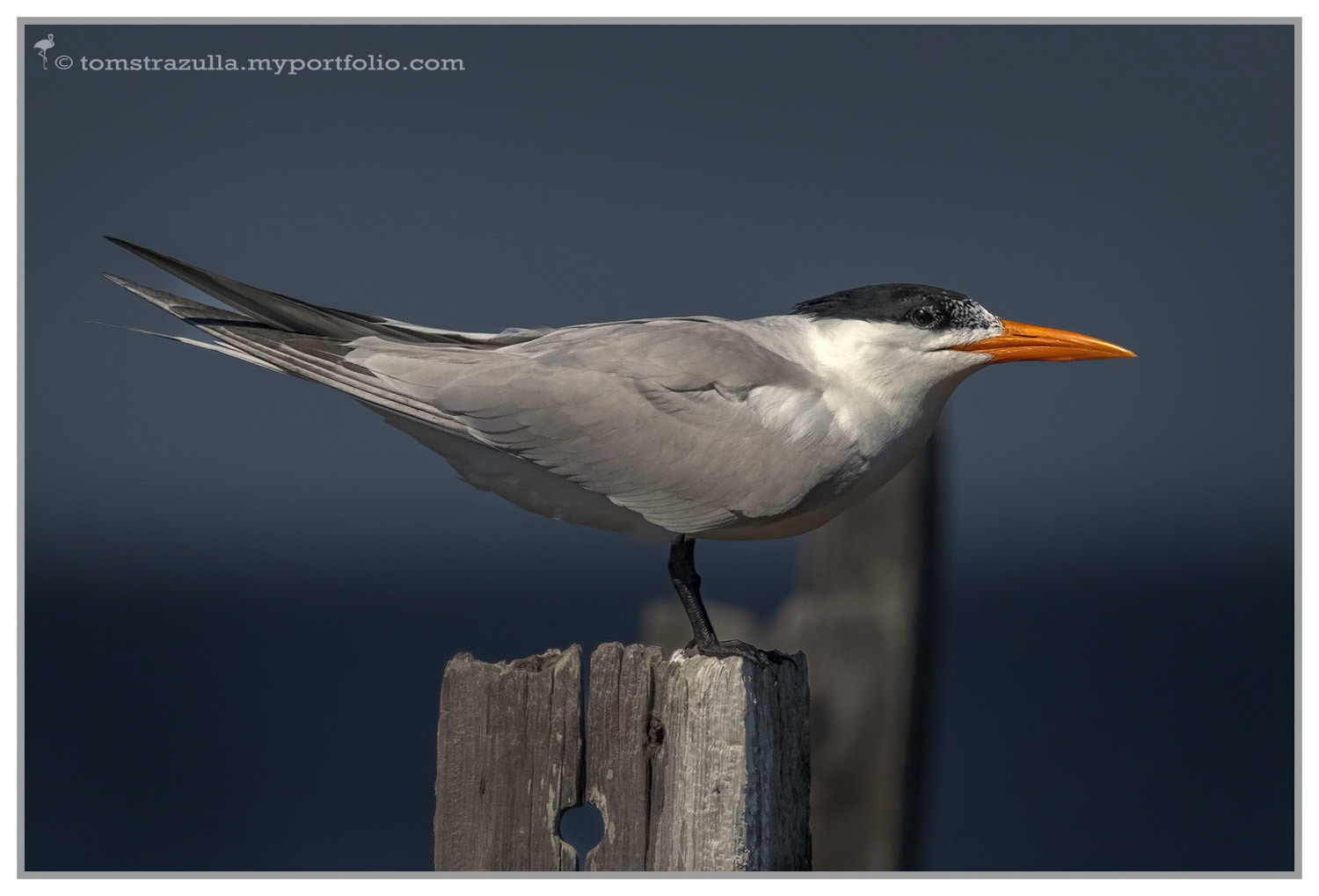 Royal Tern