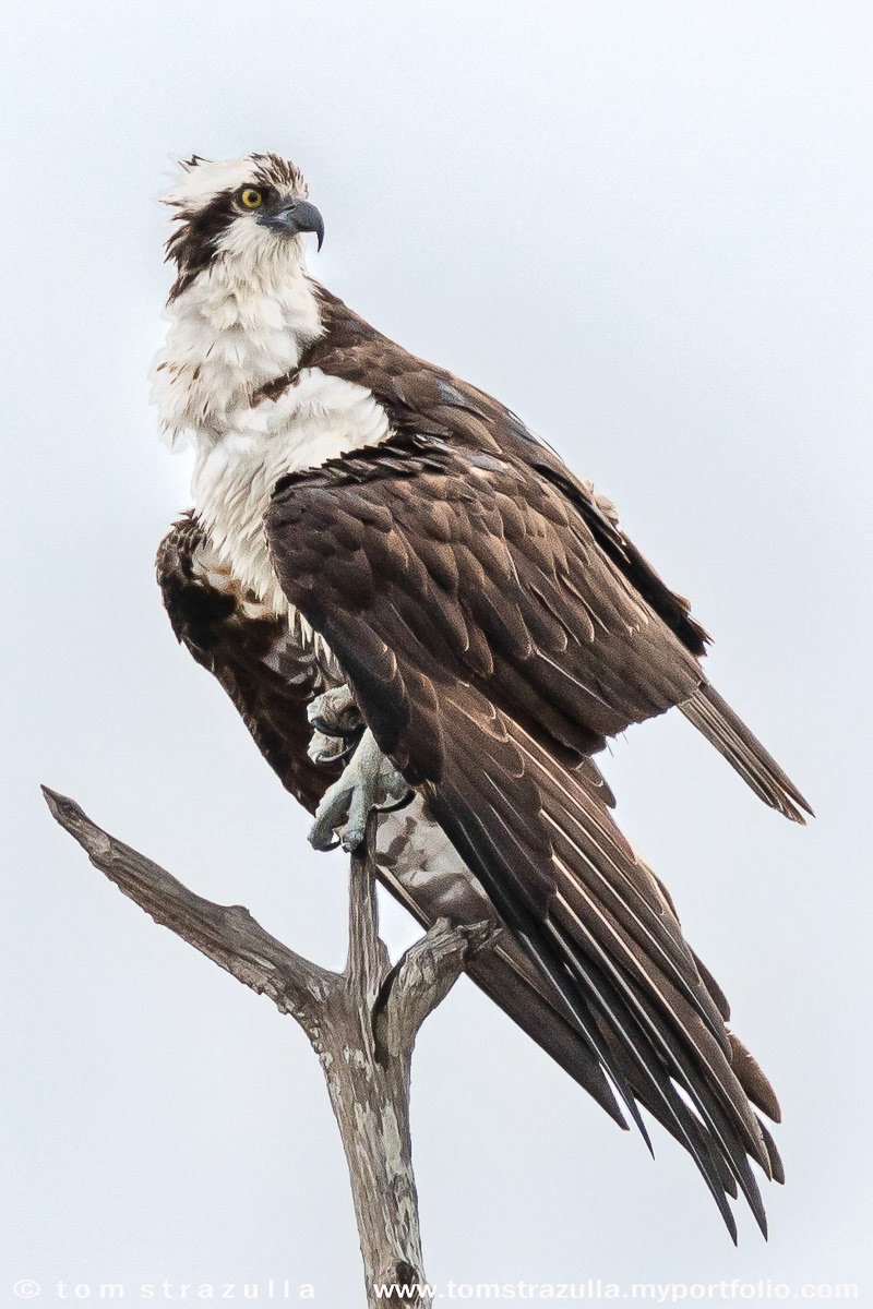 Osprey