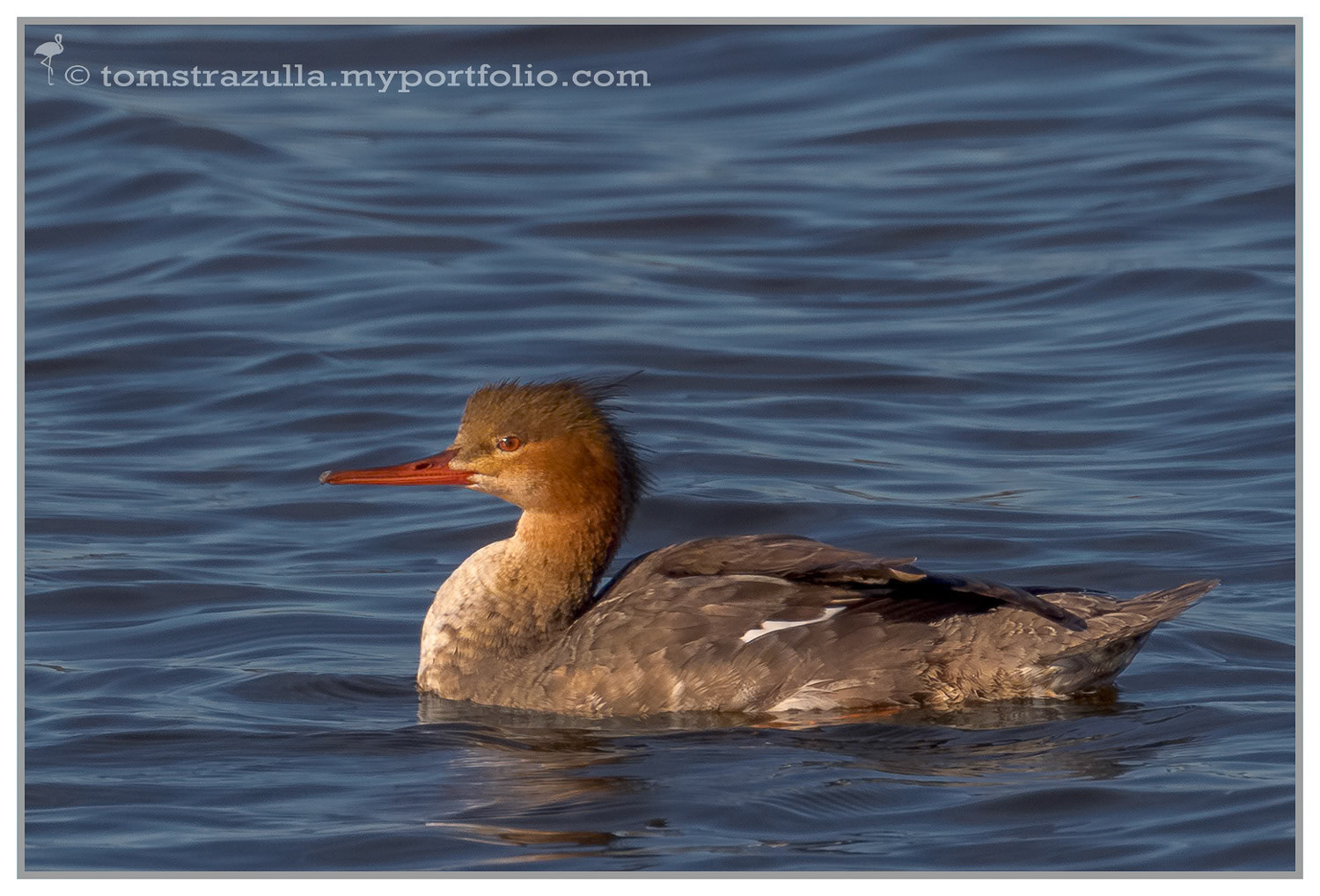 Red-breasted Merganser