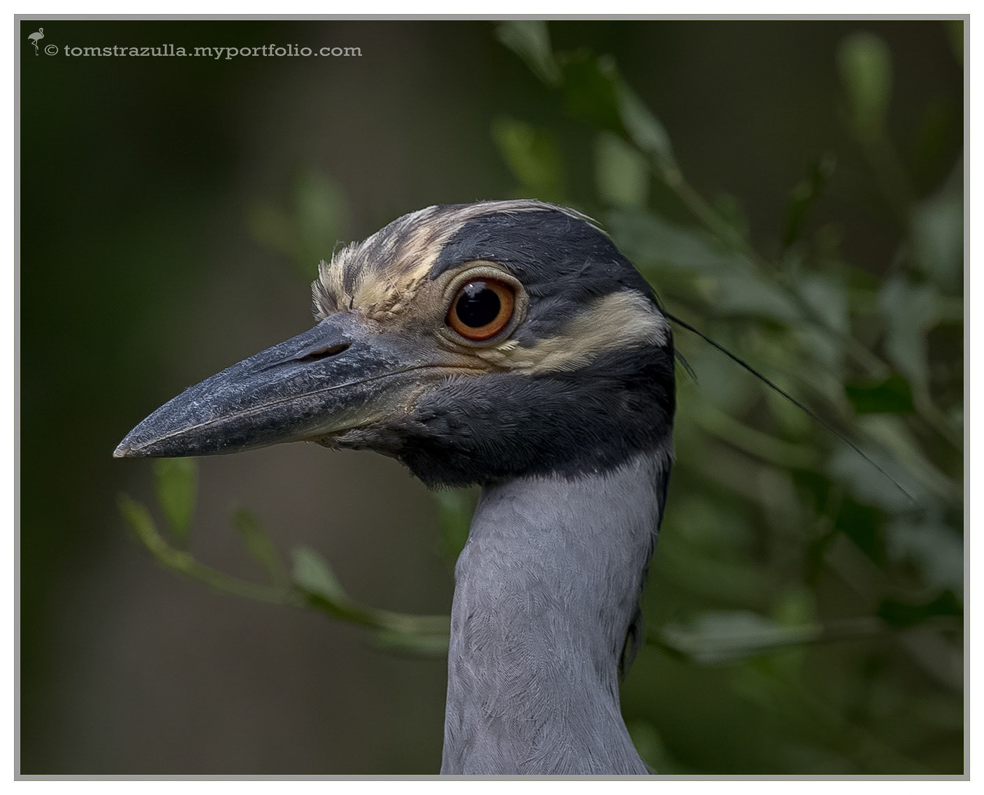Yellow-crowned Night Heron (Wakulla Springs)