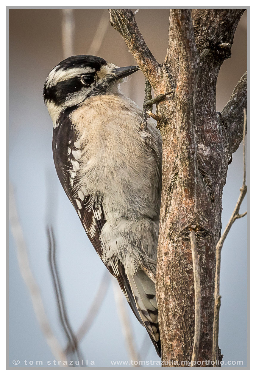 Downy Woodpecker