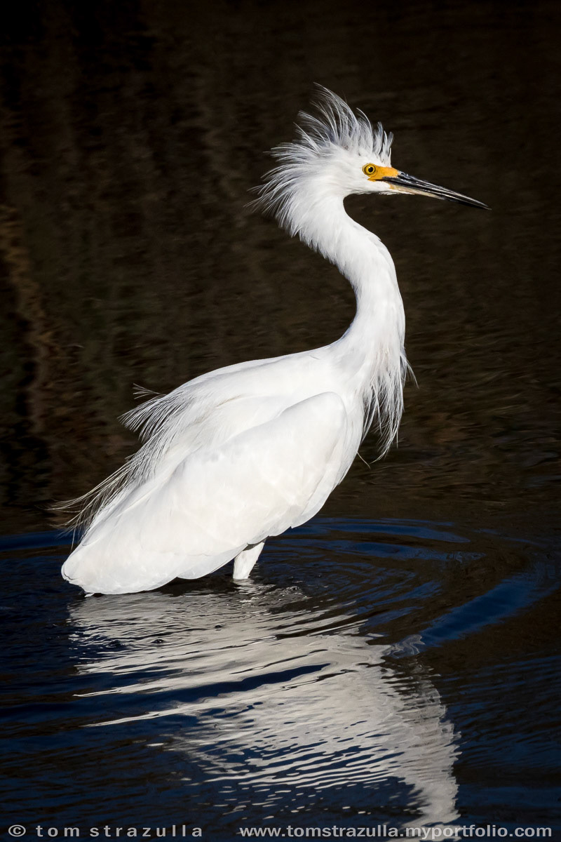 Snowy Egret
