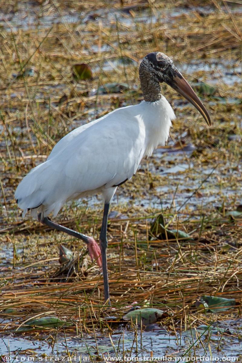 Woodstork
