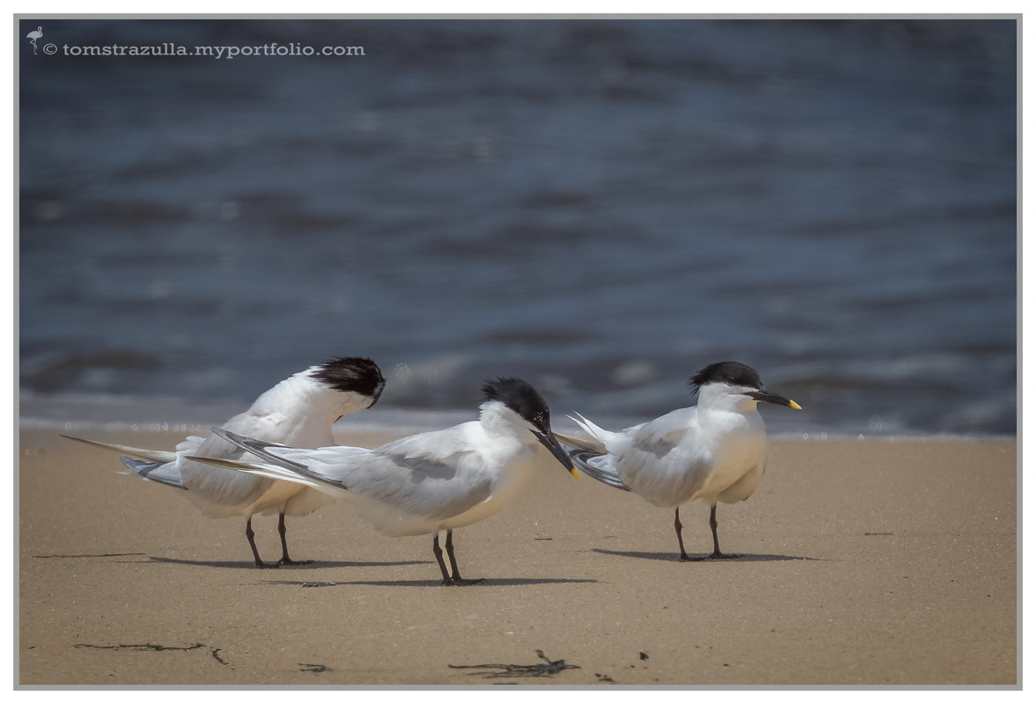 Sandwich Terns (Bald Point State Park)