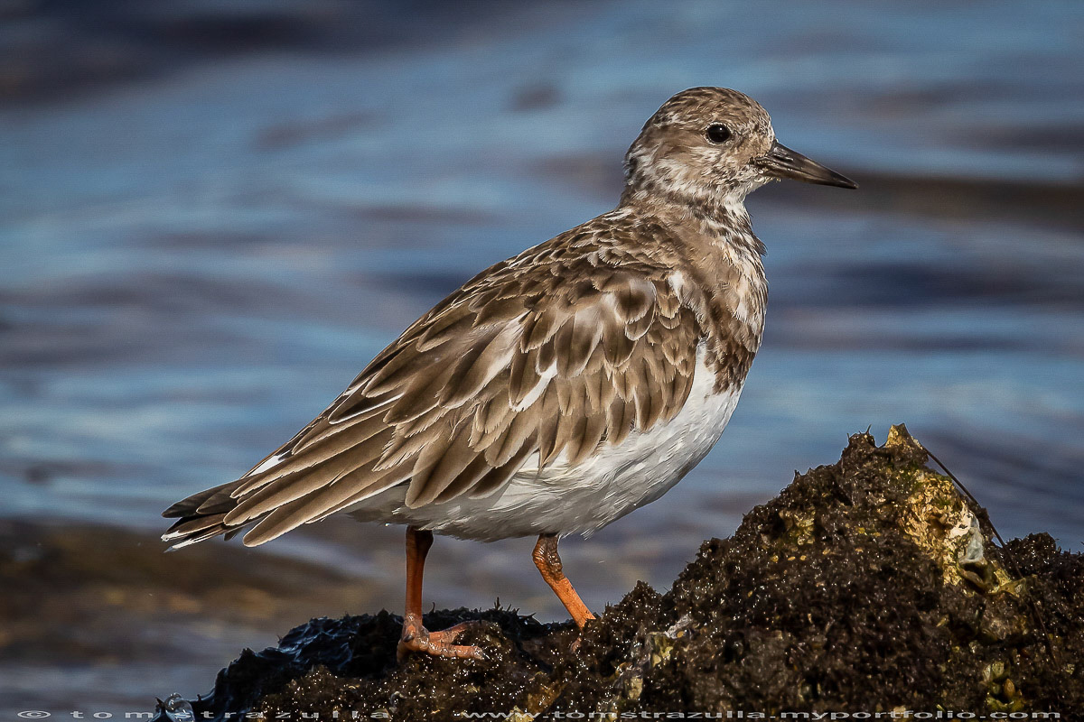 Ruddy Turnstone