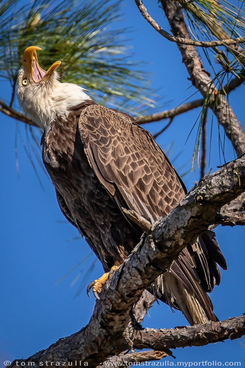 Bald Eagle
