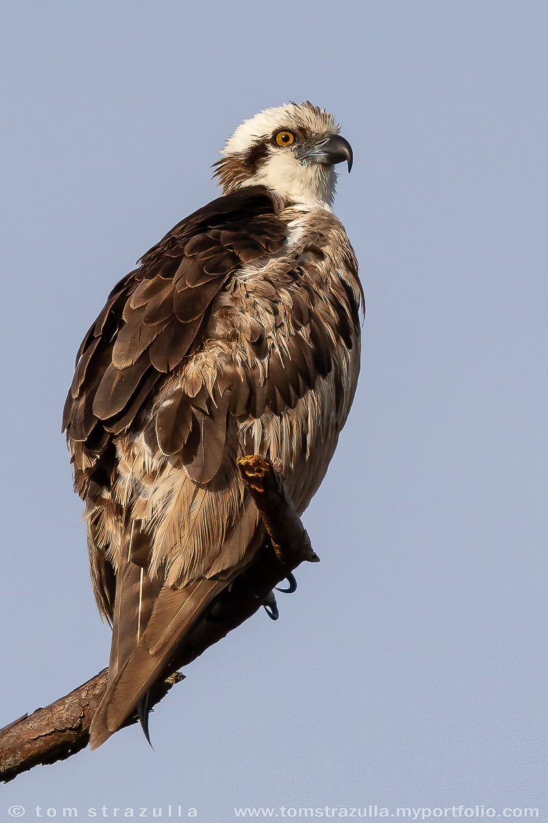 Osprey