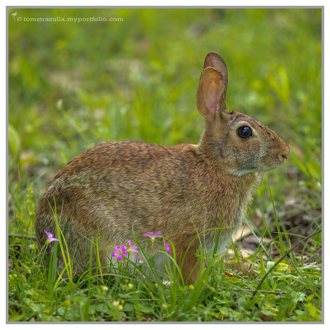 Cottontail (Birdsong)