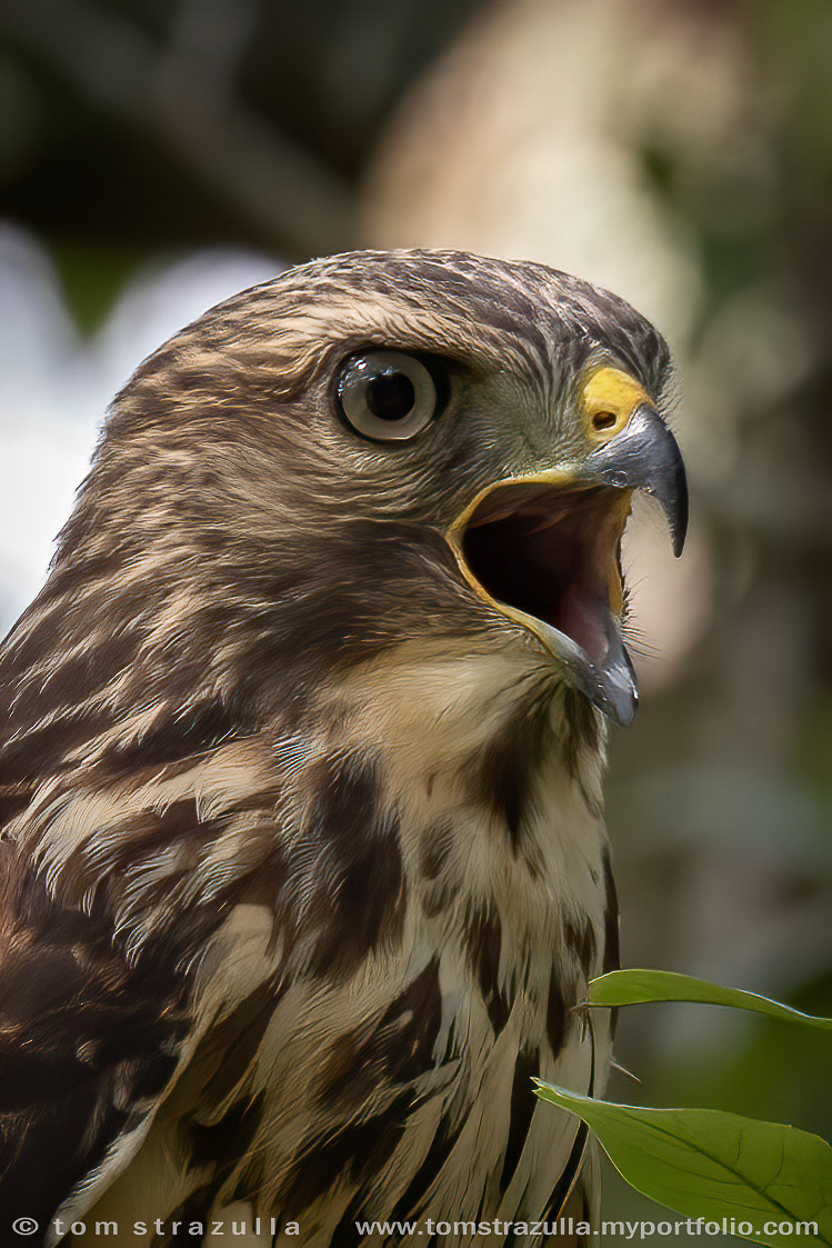Red-shouldered Hawk