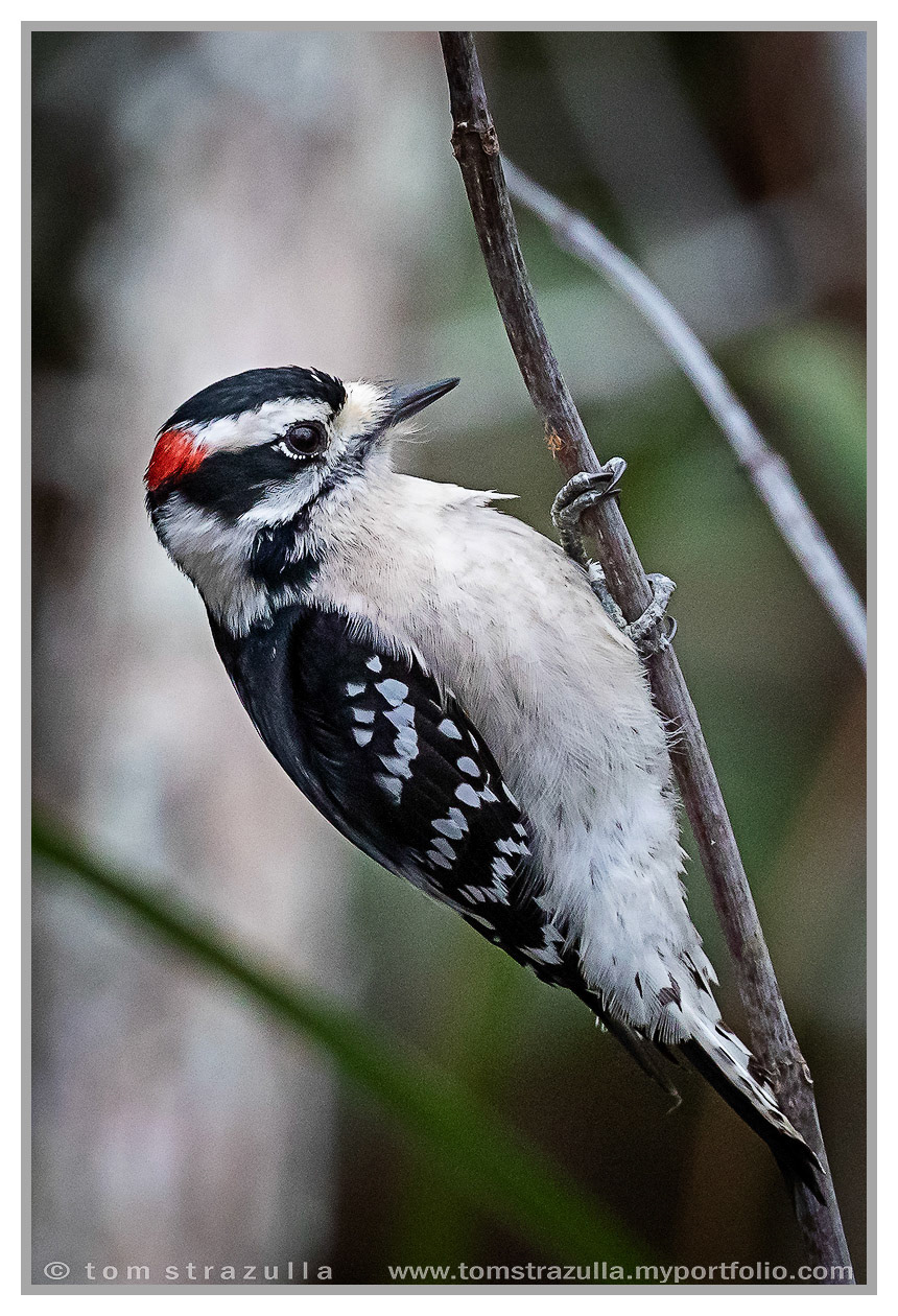 Downy Woodpecker