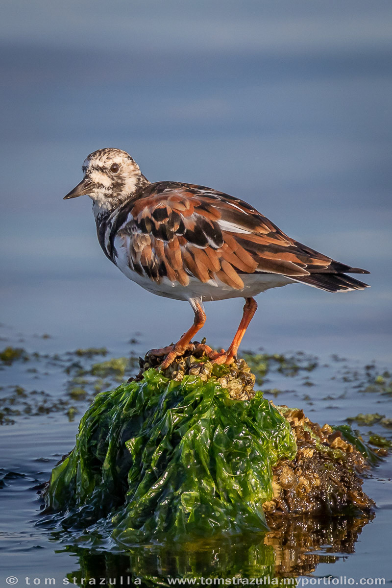 Ruddy Turnstone