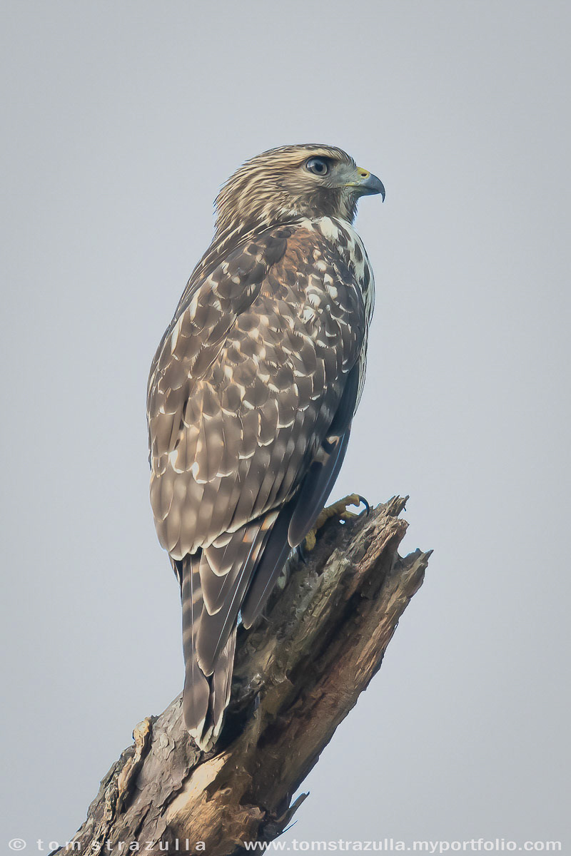 Red-shouldered Hawk