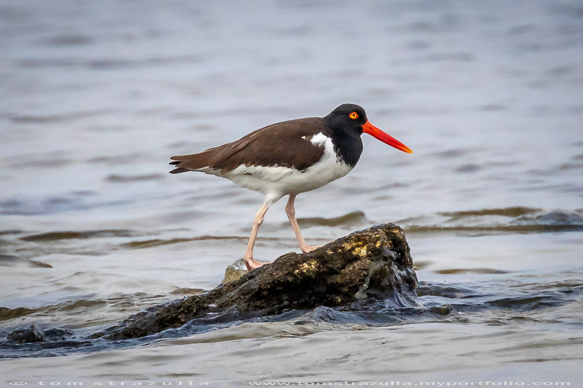 American Oystercatcher