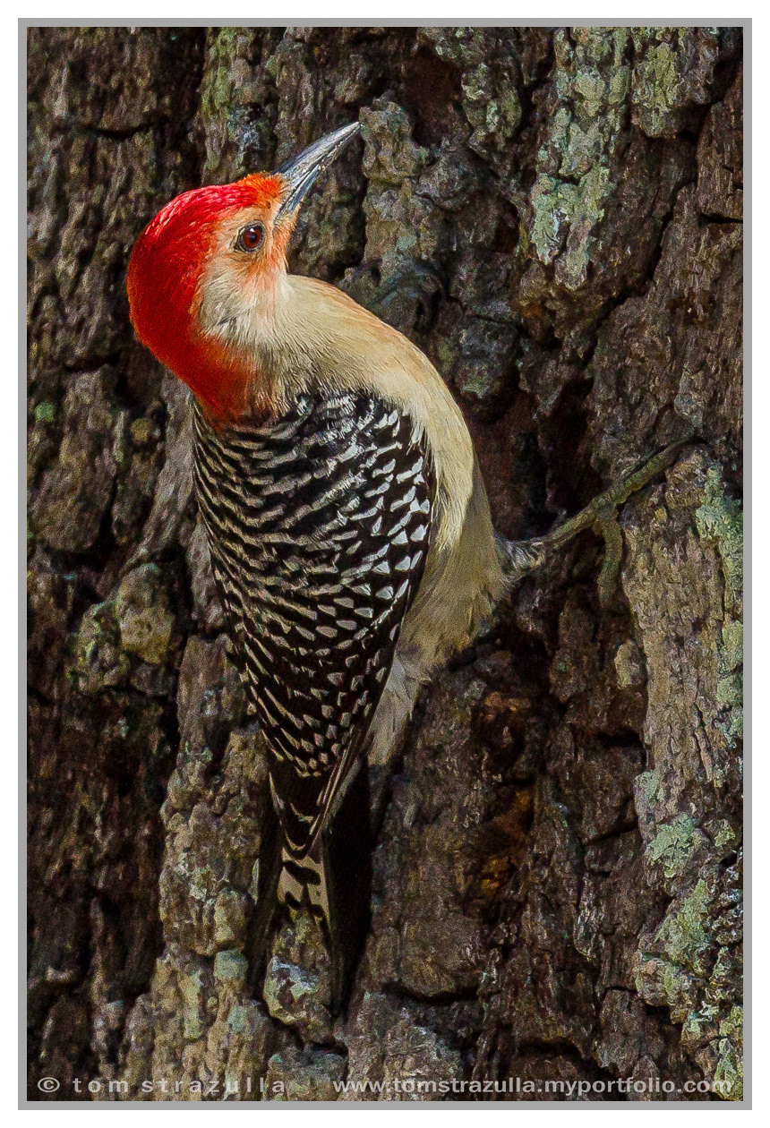 Red-bellied Woodpecker