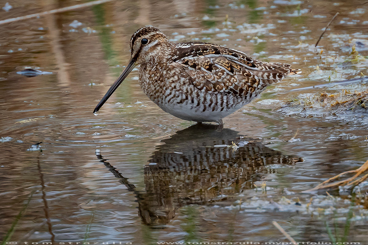 Wilson's Snipe