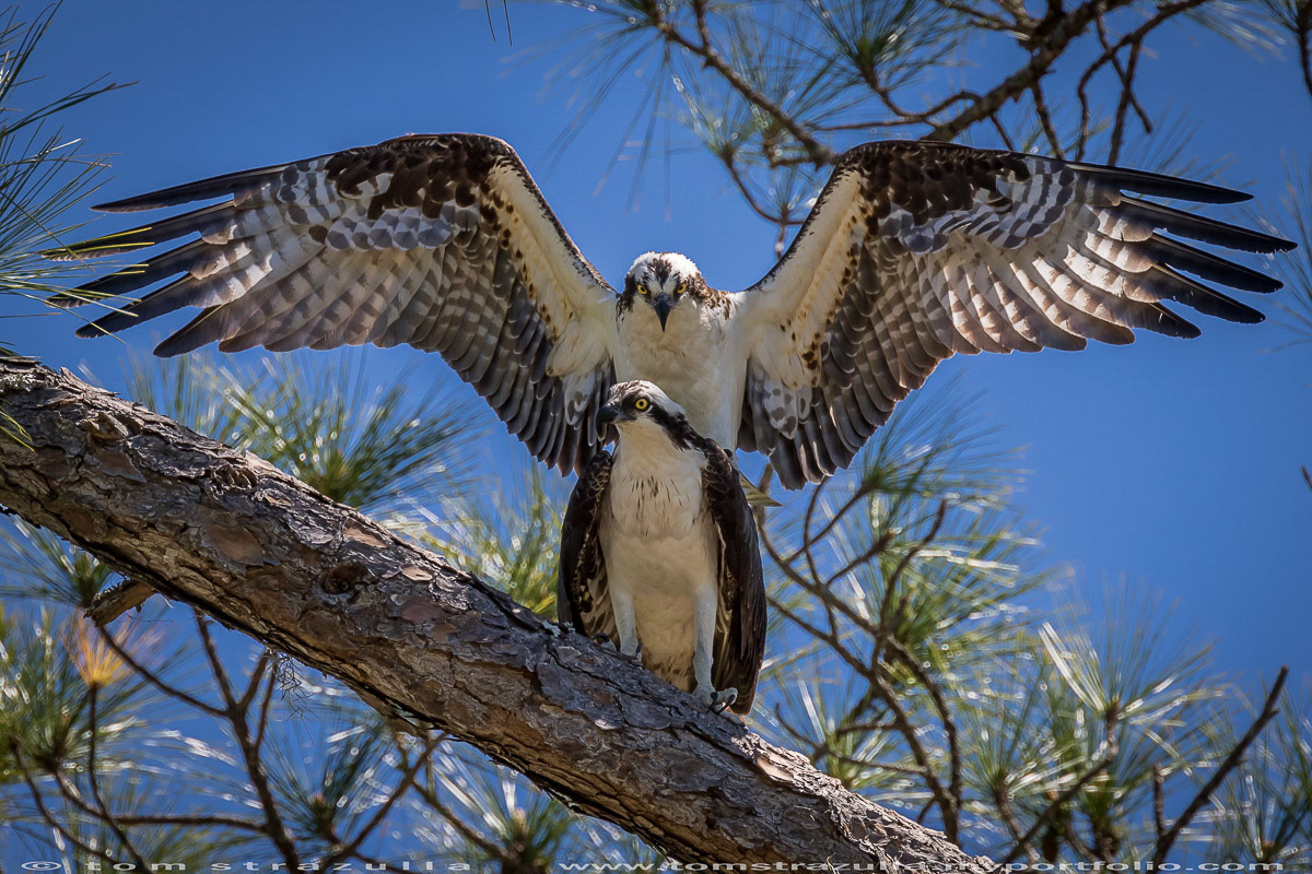 Osprey