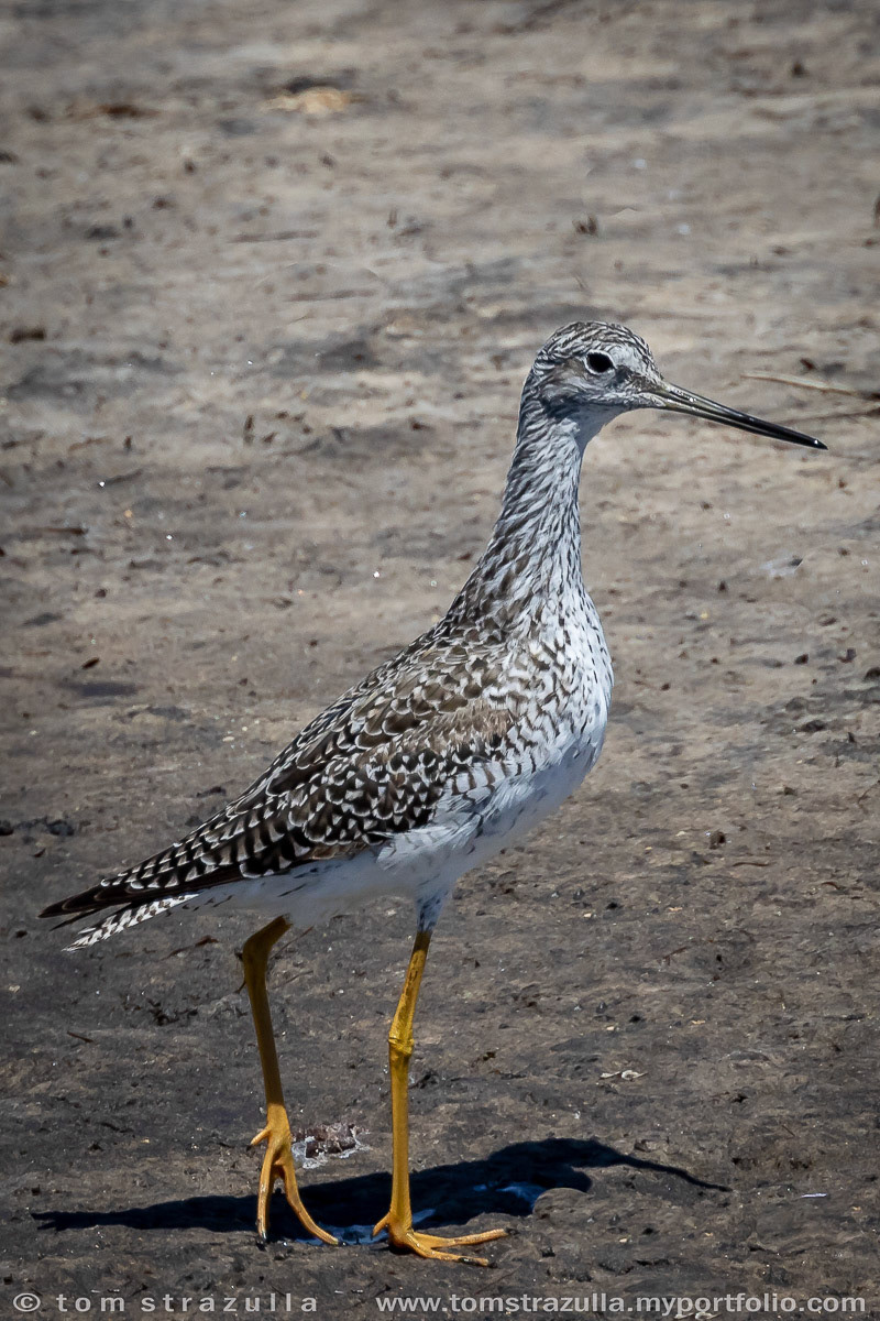 Greater Yellow Legs