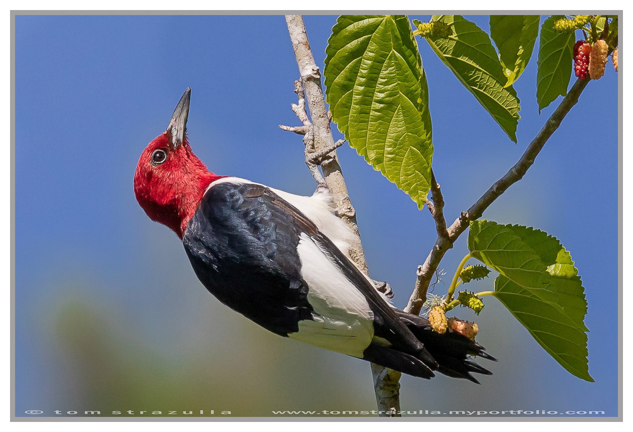 Redheaded Woodpecker