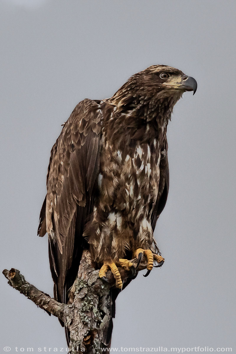 Bald Eagle (Juvenile)