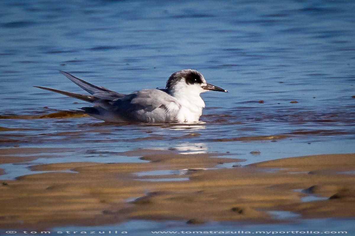 Forster's Tern