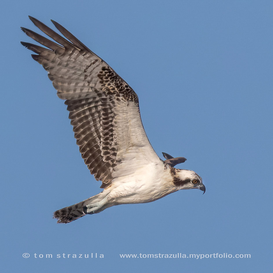 Osprey
