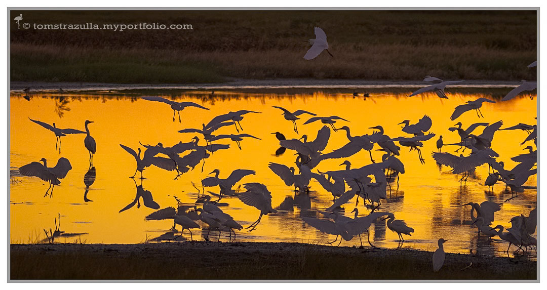 Mixed Egrets