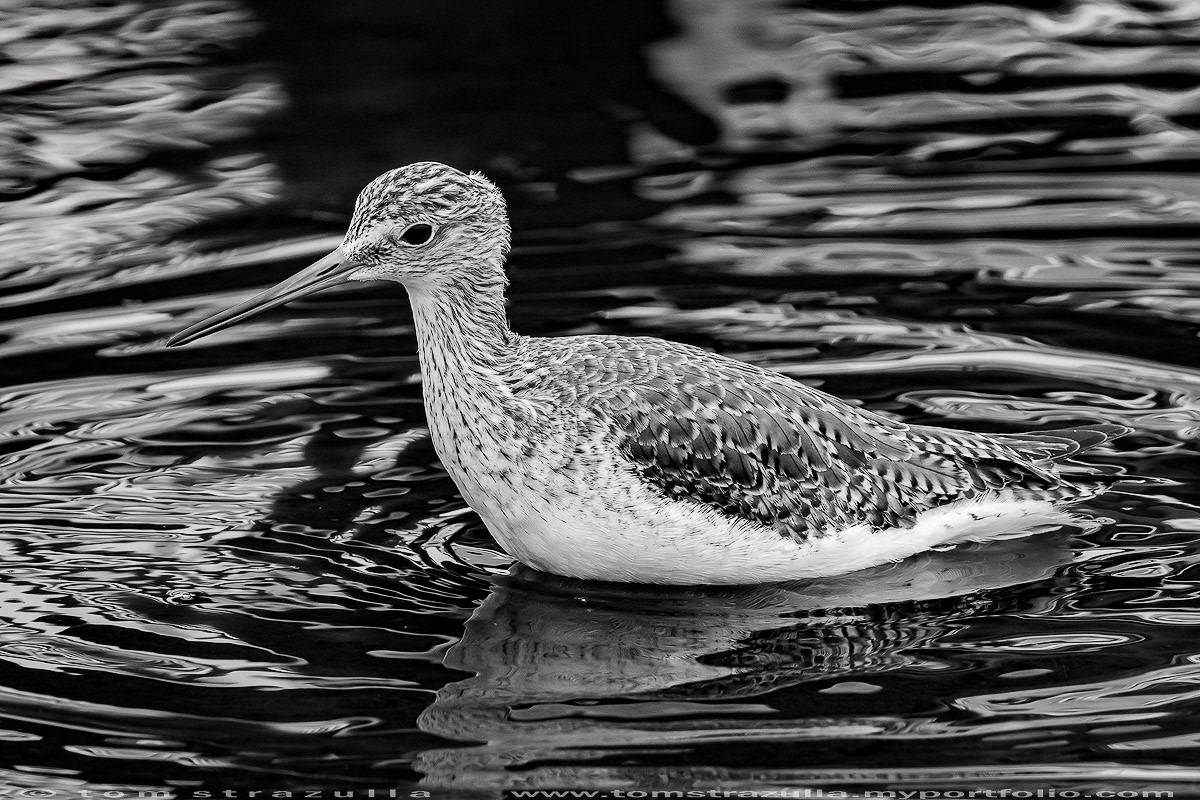 Willet