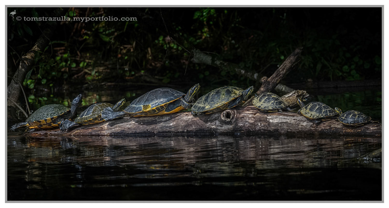 "Shell Station" (Wakulla Springs)