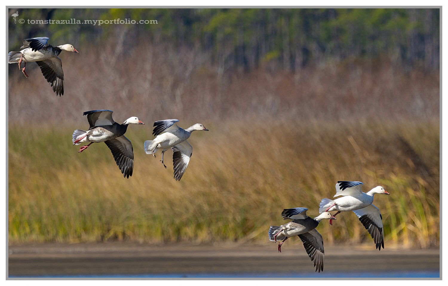 Incoming at East River Pool (Snow Geese)