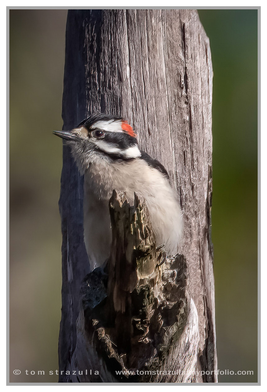 Downy Woodpecker