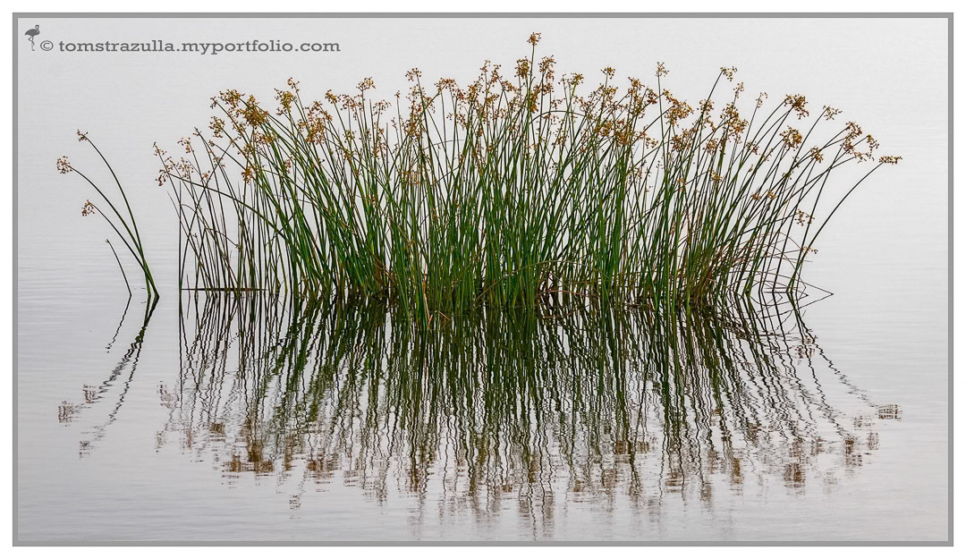 Flowering Bulrush
