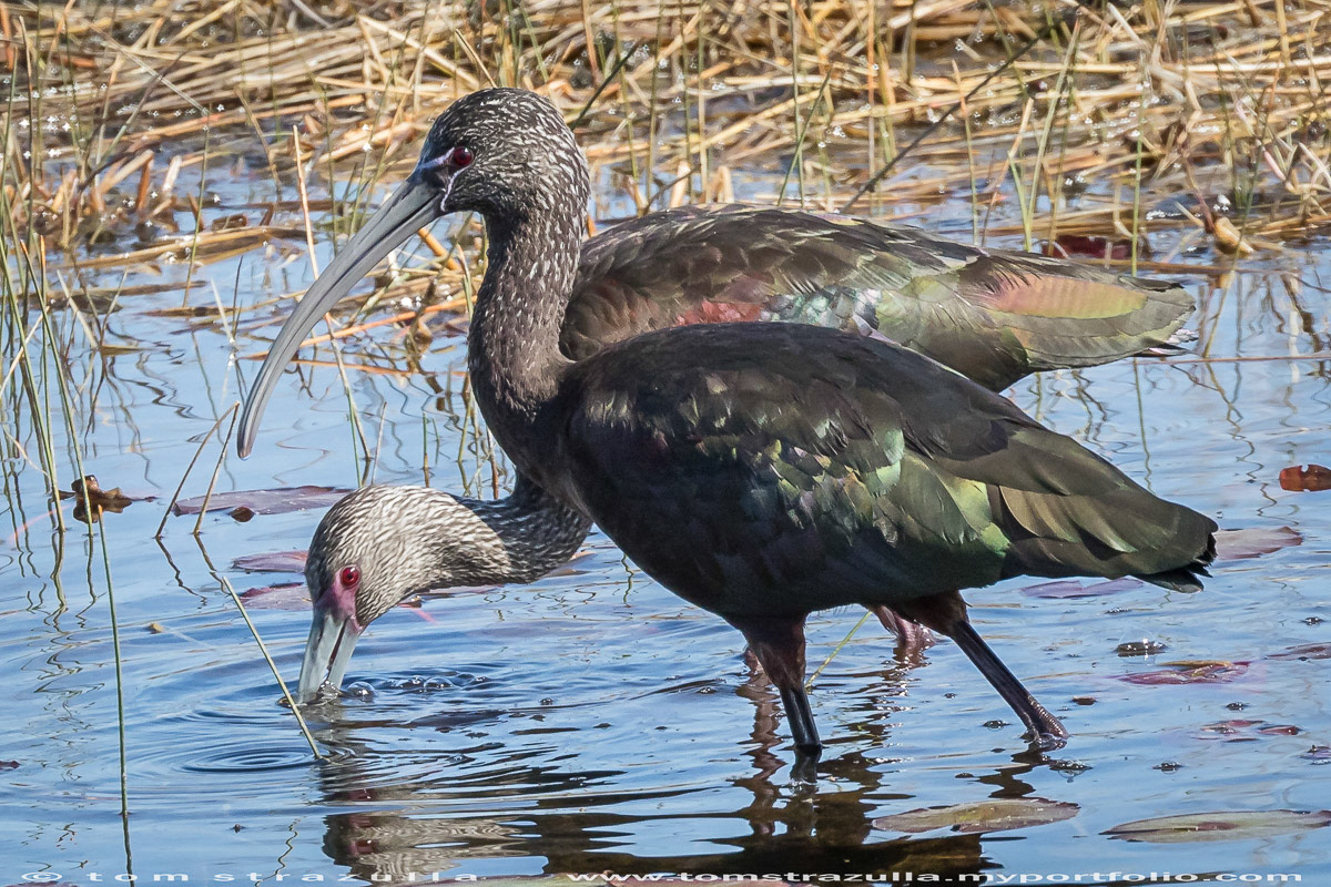 Glossy Ibis