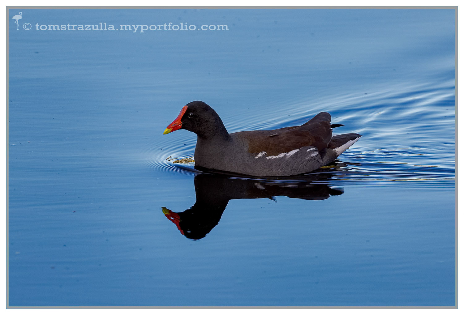 Common Gallinule (moorhen)