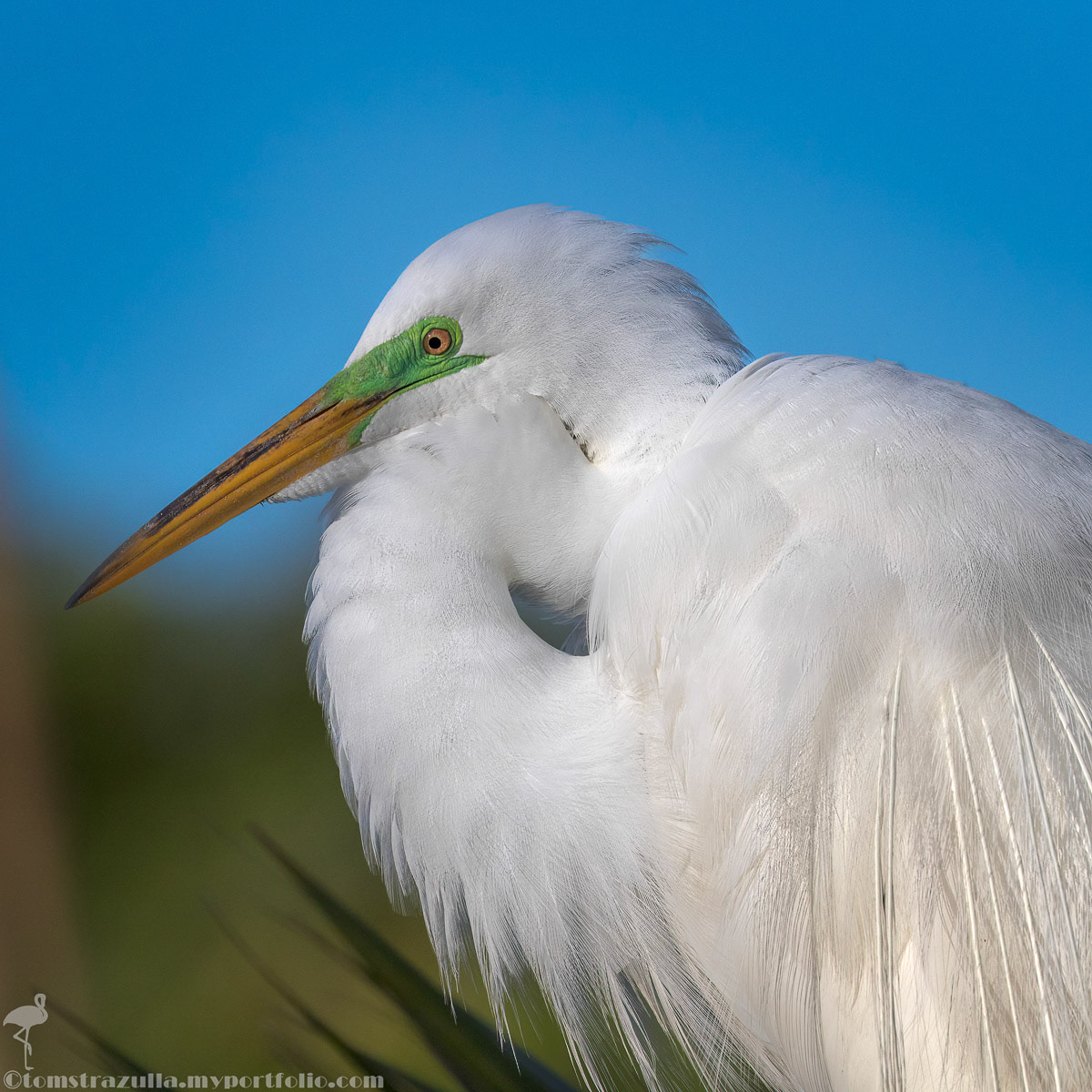 Great Egret