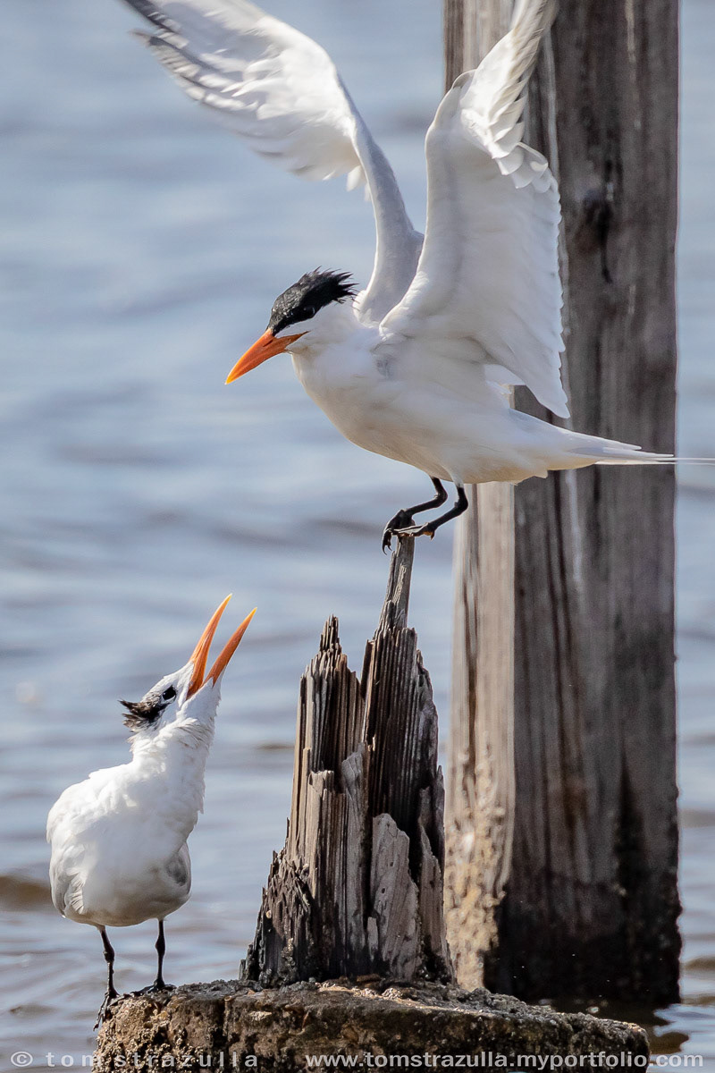 Royal Tern